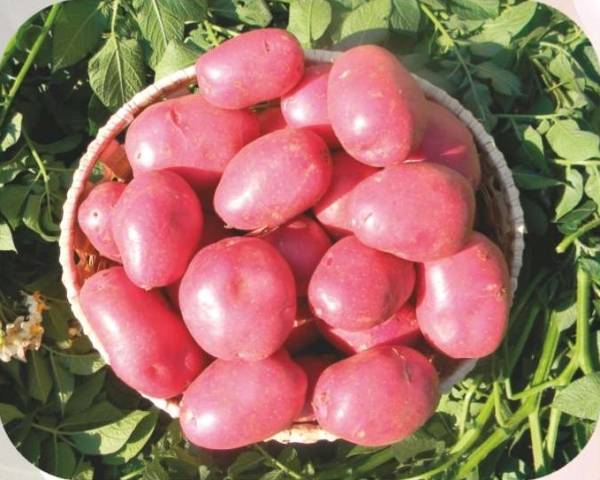 Characteristics of the Labella potato