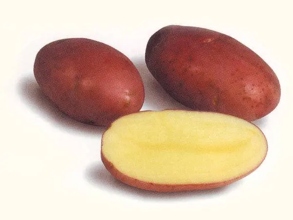 Characteristics of the Labella potato