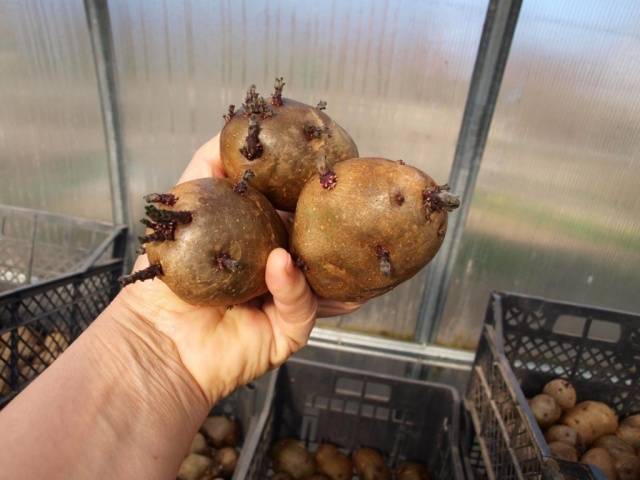 Characteristics of the Labella potato