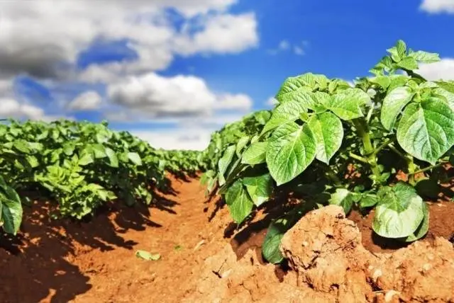 Characteristics of the Labella potato