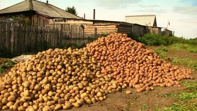 Characteristics of the Labella potato