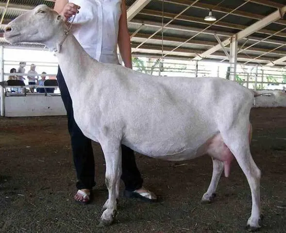 Characteristics of the Lamancha goat breed: content, how much milk it gives