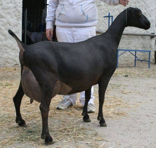 Characteristics of the Lamancha goat breed: content, how much milk it gives