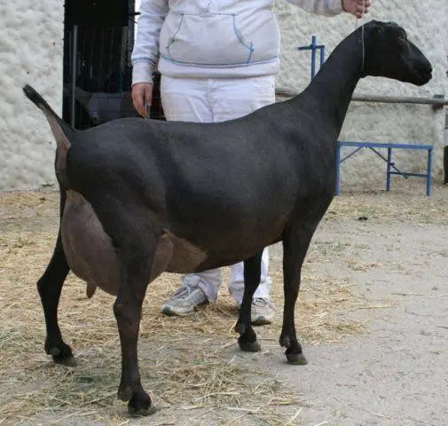 Characteristics of the Lamancha goat breed: content, how much milk it gives