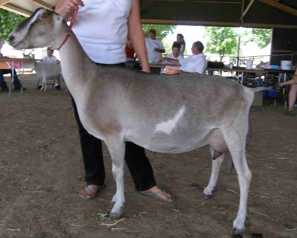 Characteristics of the Lamancha goat breed: content, how much milk it gives