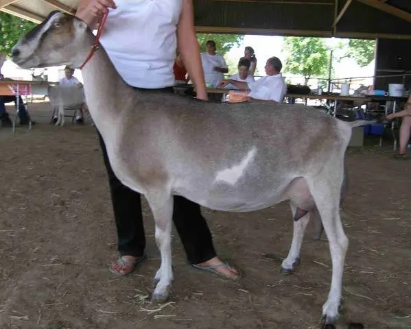 Characteristics of the Lamancha goat breed: content, how much milk it gives