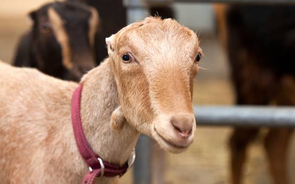 Characteristics of the Lamancha goat breed: content, how much milk it gives