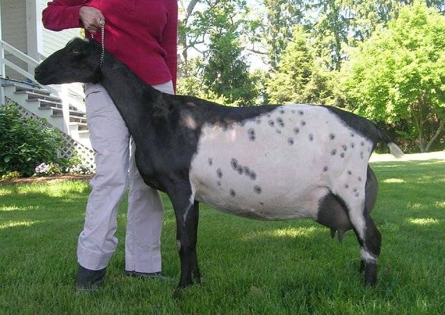 Characteristics of the Lamancha goat breed: content, how much milk it gives