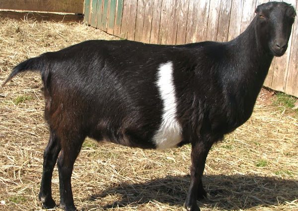 Characteristics of the Lamancha goat breed: content, how much milk it gives