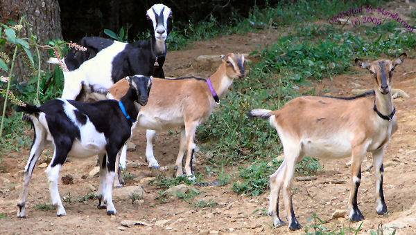 Characteristics of the Lamancha goat breed: content, how much milk it gives