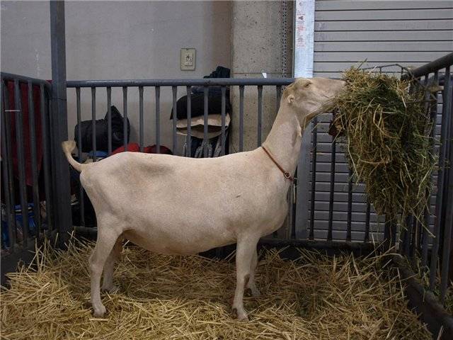 Characteristics of the Lamancha goat breed: content, how much milk it gives