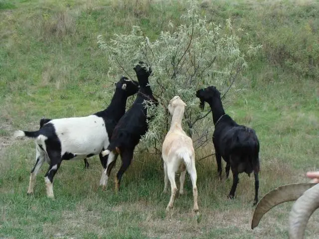 Characteristics of the Lamancha goat breed: content, how much milk it gives