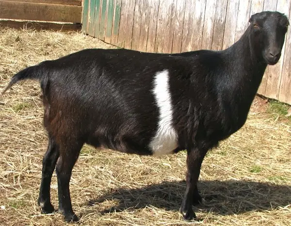 Characteristics of the Lamancha goat breed: content, how much milk it gives