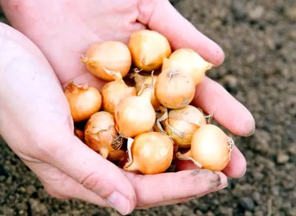 Characteristics of the onion variety Hercules with photo and video