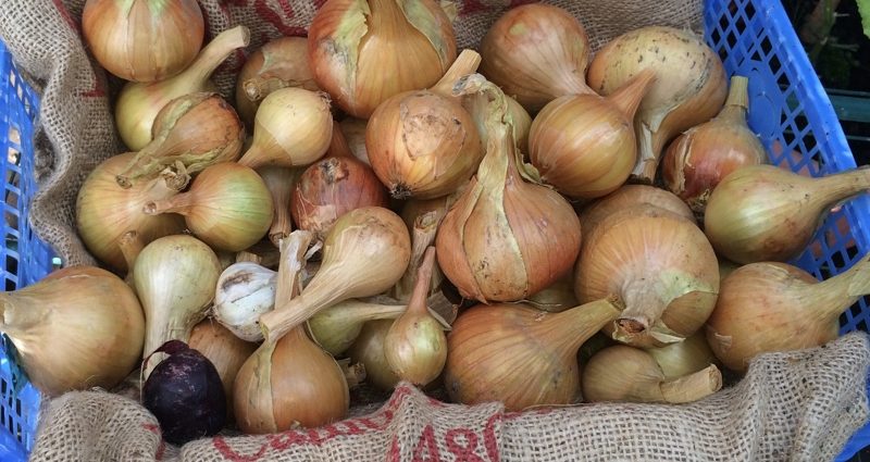 Characteristics of the onion variety Hercules with photo and video