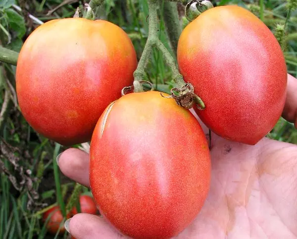 Characteristics of the pink flamingo tomato variety with a photo