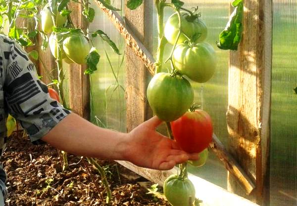 Characteristics of the pink flamingo tomato variety with a photo