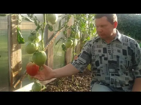 Characteristics of the pink flamingo tomato variety with a photo