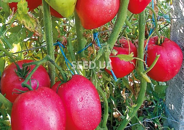 Characteristics of the pink flamingo tomato variety with a photo