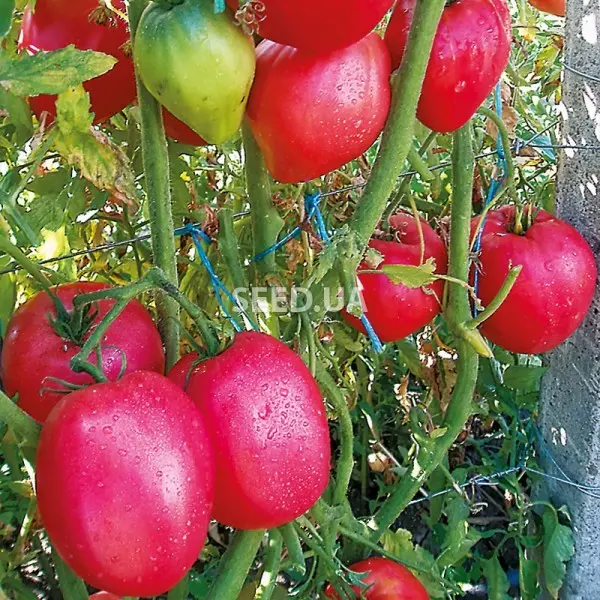 Characteristics of the pink flamingo tomato variety with a photo