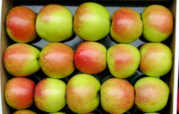 Characteristics of the Sinap North apple variety with a photo