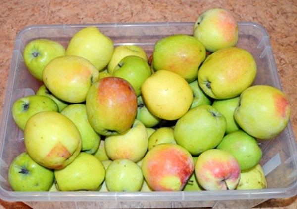 Characteristics of the Sinap North apple variety with a photo