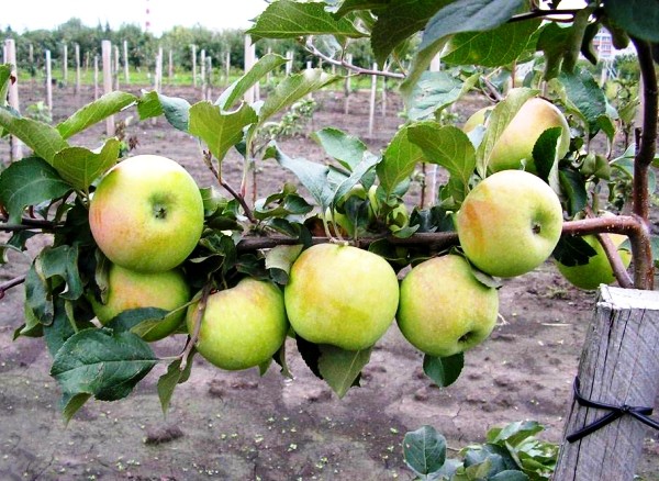 Characteristics of the Sinap North apple variety with a photo