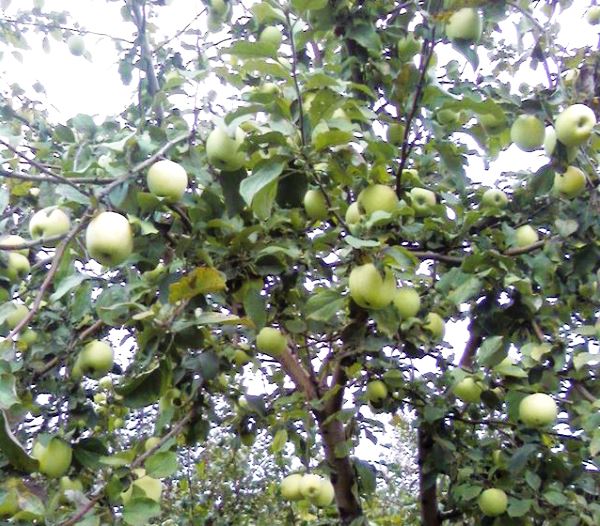 Characteristics of the Sinap North apple variety with a photo