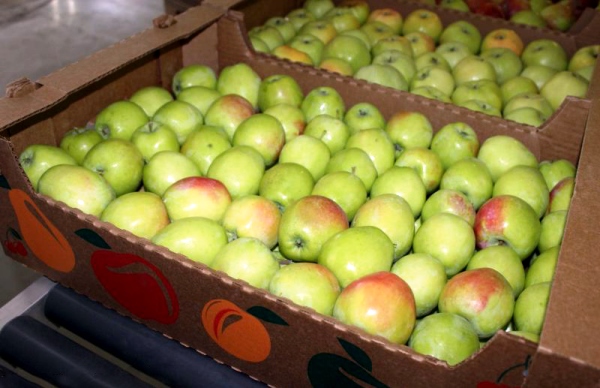 Characteristics of the Sinap North apple variety with a photo