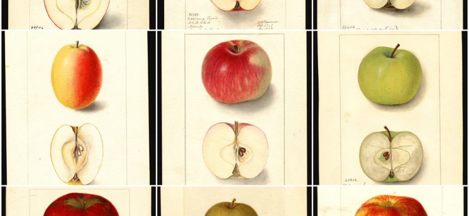 Characteristics of the Sinap North apple variety with a photo