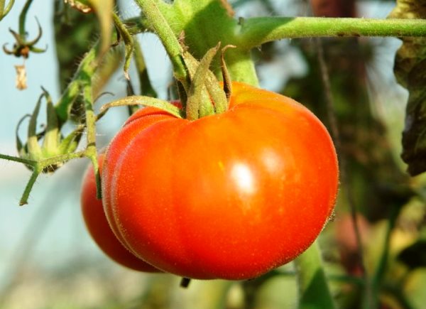 Characteristics of the tomato variety Siberian early