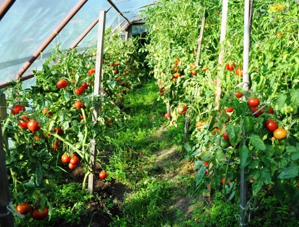 Characteristics of the tomato variety Siberian early