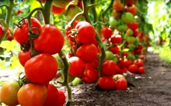 Characteristics of the tomato variety Siberian early