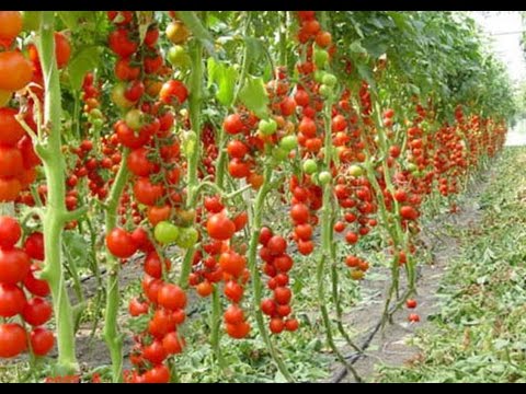 Characteristics of the tomato variety Siberian early