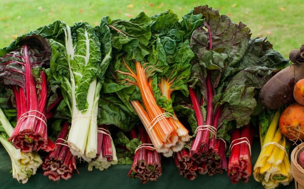 Chard: growing and caring for chard