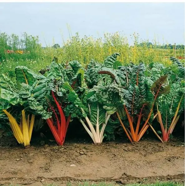 Chard: growing and caring for chard