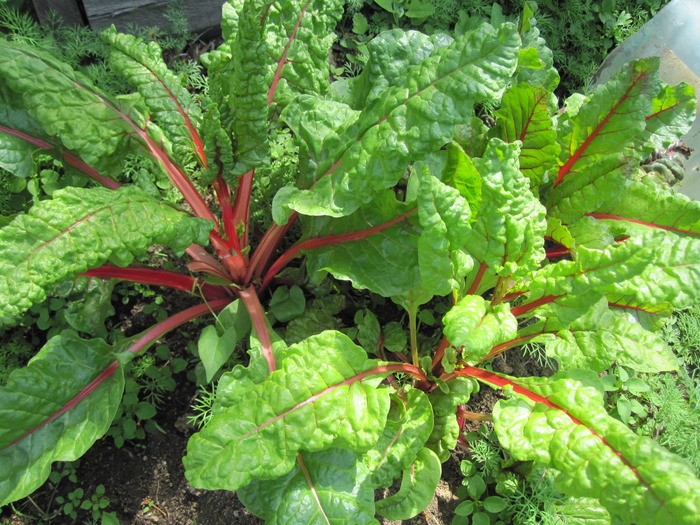 Chard: growing and caring for chard