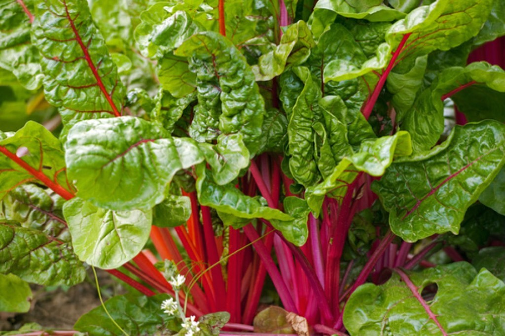 Chard: growing and caring for chard