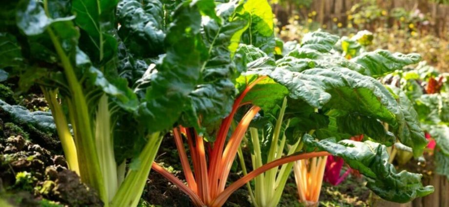 Chard: growing and caring for chard