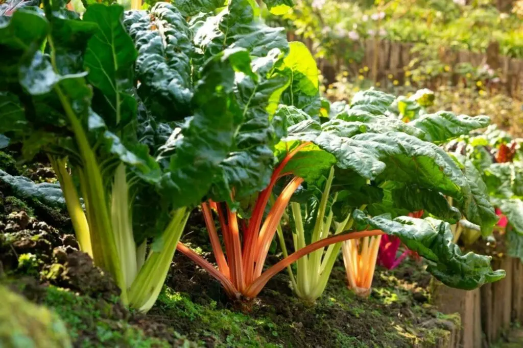 Chard: growing and caring for chard