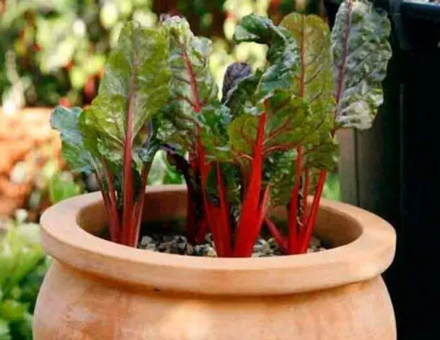 Chard (leaf beet): how to plant in open ground, growing on a windowsill