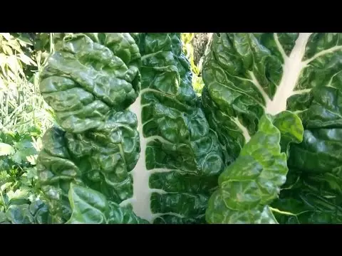 Chard (leaf beet): how to plant in open ground, growing on a windowsill