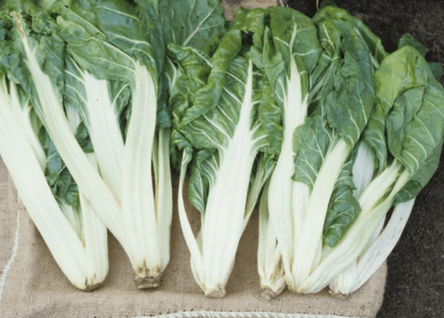 Chard (leaf beet): how to plant in open ground, growing on a windowsill