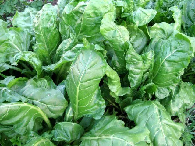 Chard (leaf beet): how to plant in open ground, growing on a windowsill