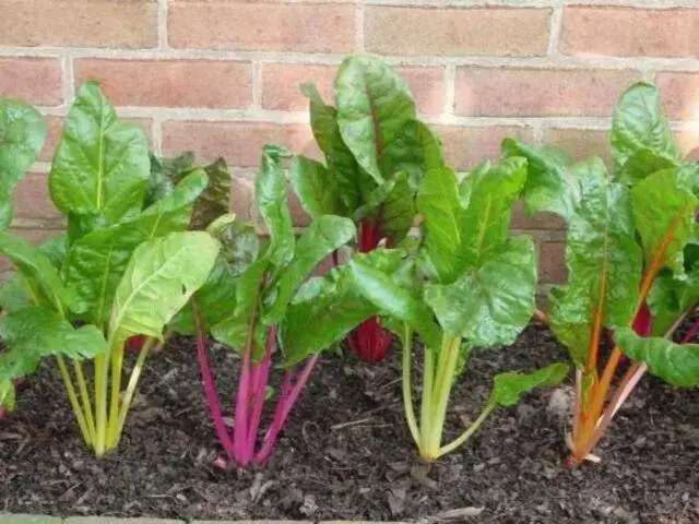 Chard (leaf beet): how to plant in open ground, growing on a windowsill