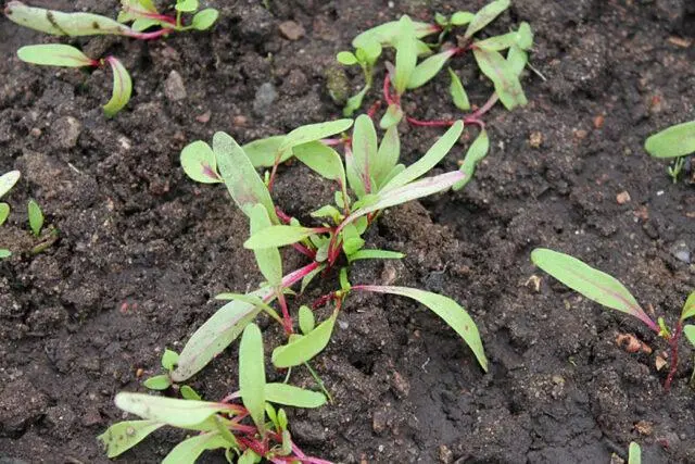 Chard (leaf beet): how to plant in open ground, growing on a windowsill