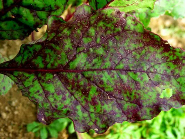 Chard (leaf beet): how to plant in open ground, growing on a windowsill