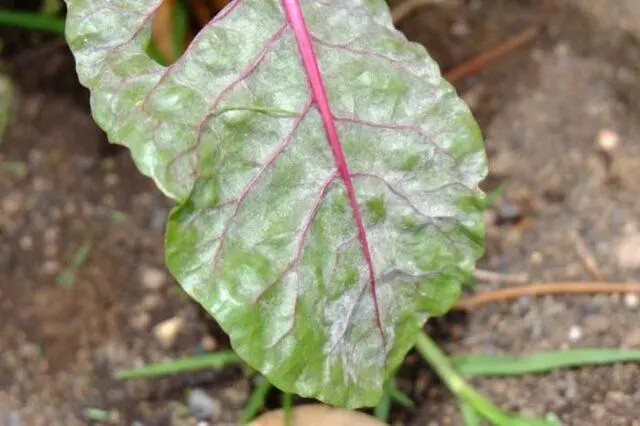 Chard (leaf beet): how to plant in open ground, growing on a windowsill