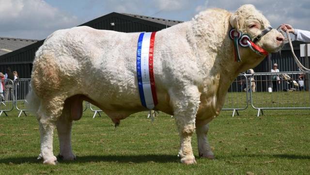 Charolais cow breed: description