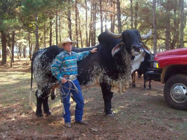 Charolais cow breed: description